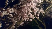 高梨城の夜桜