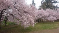 高梨城の桜